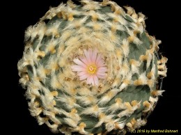 Lophophora williamsii 866 